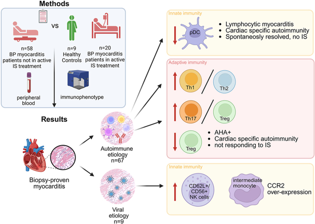 Graphical abstract: immunophenotypes in biopsy-proven myocarditis